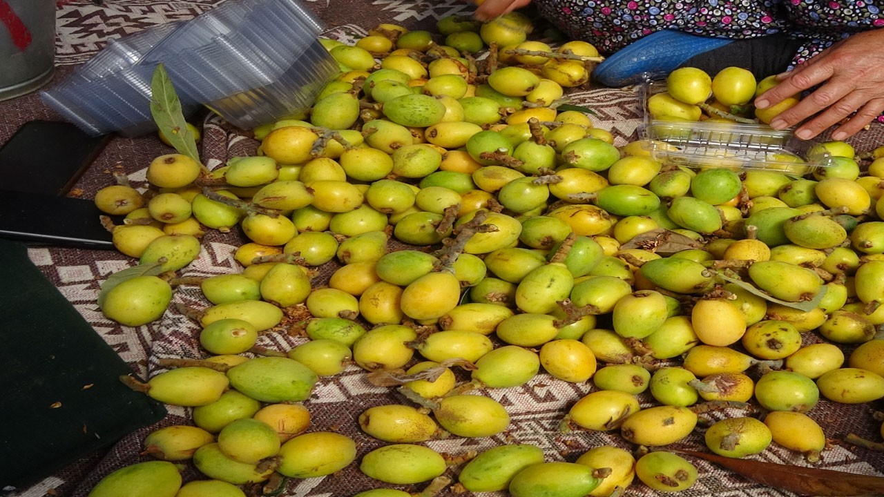 Kilosu 150 TL! Antalya'da hasat zamanı