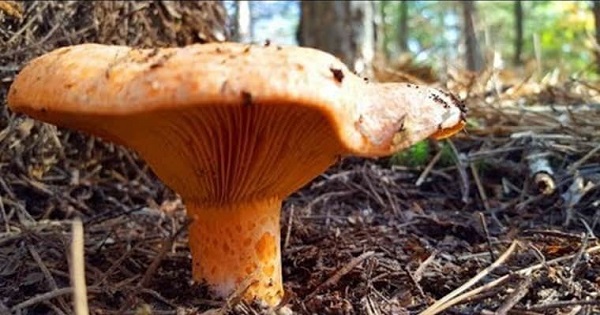 Kilosu 150 TL! Tam bir şifa deposu