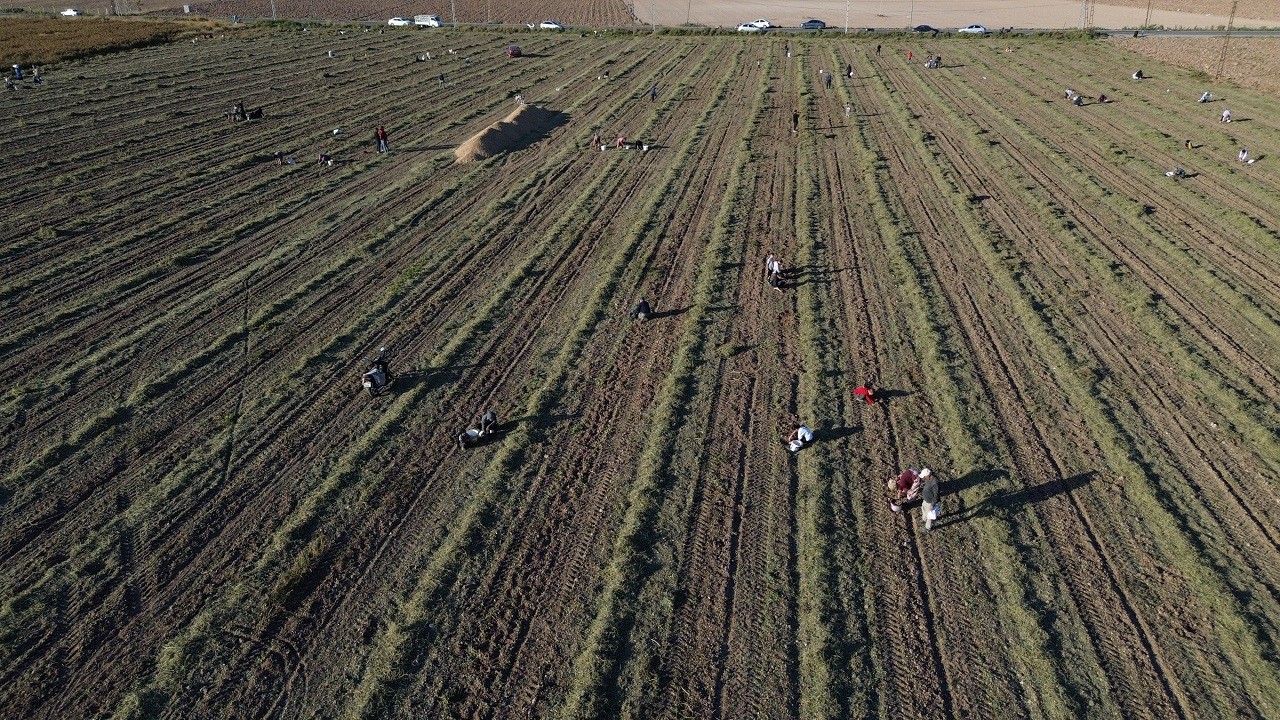 Kilosu 150 TL'ye satılıyor! Tarla sahibinin çağrısını duyan tarlaya akın etti