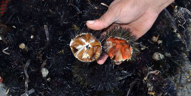 Kilosu 2 bin dolara yurt dışına satılıyor