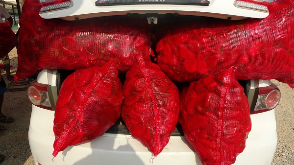 Kilosu 20 TL! Meşakkatli salça yolculuğu başladı