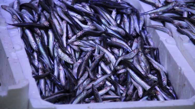 Kilosu 20 TL’den 7.5 TL’ye düştü!