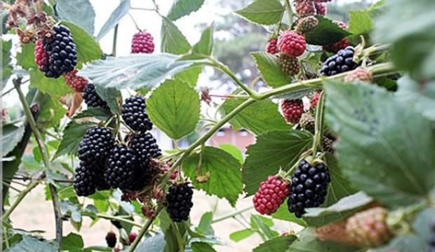 Kilosu 20 TL’den tezgahlara çıktı