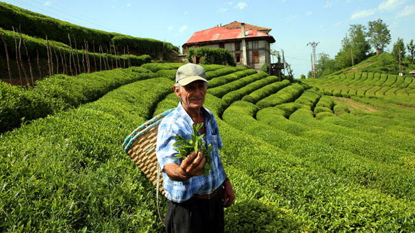 Kilosu 4 bin 500 liradan satılan beyaz çayın hasadı başladı