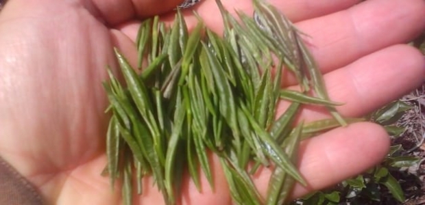 Kilosu 4 bin lira ve talebe yetişemiyorlar ama...