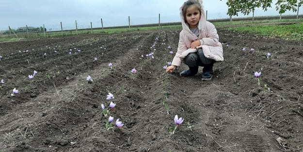 Kilosu 40 bin TL! Gagauzya'ya gidip yetiştirmeye başladılar