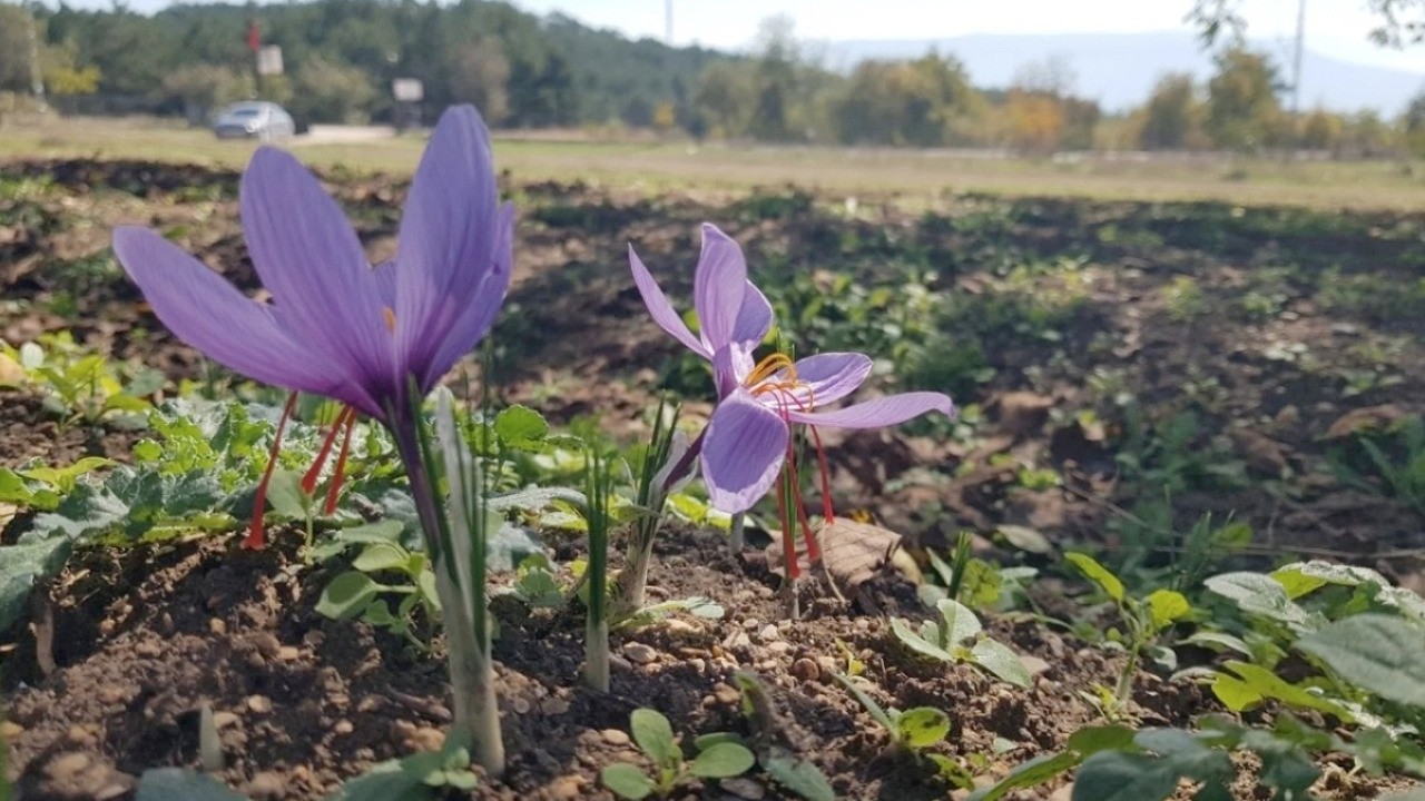 Kilosu 450 bin liradan satılıyor: