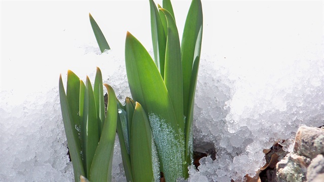 Kilosu 5 liradan satılıyor