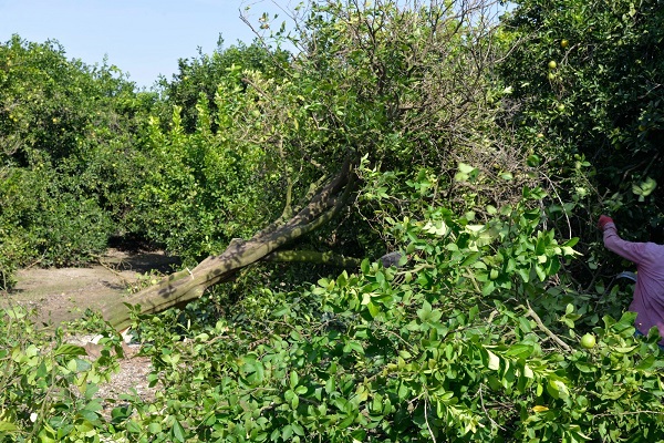 Kilosu 50 kuruşa düştü! Çiftçiler ağaçları kökünden sökmeye başladı