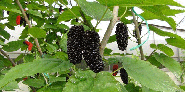 Hasat başladı! Kilosu 50 liradan dünyaya ihraç ediliyor