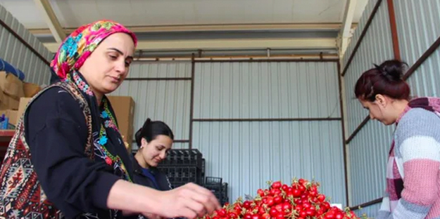 Kilosu 700 liradan satılmıştı, şimdi ise 10 TL’ye doğru gidiyor!