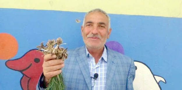 Kilosu bin liraya satılan ot yok satıyor!