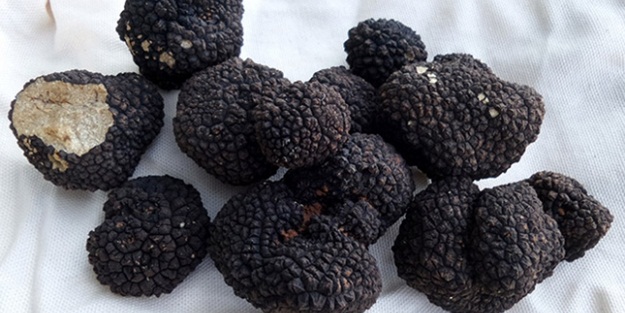 Kilosu servet değerinde