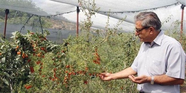 Kilosu tam 250 dolar!