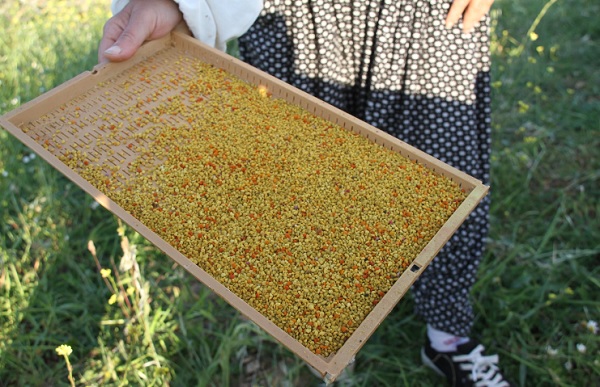 Kilosu tam 300 liraya satılıyor