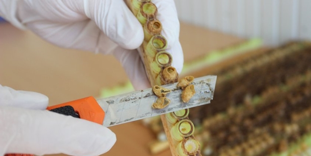 Kilosu tam 4 bin lira!