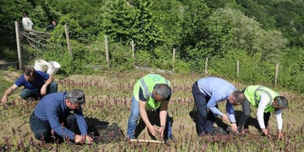 Kilosu tam 800 TL'den satılıyor!