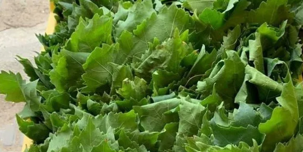 Kilosu yarı fiyatına geriledi!