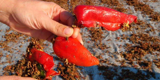 Kilosunu 300 liradan satıyor