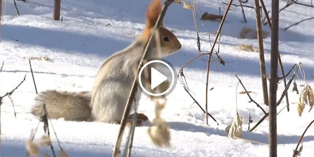 Kim aldıysa versin bu sincabın fıstığını!