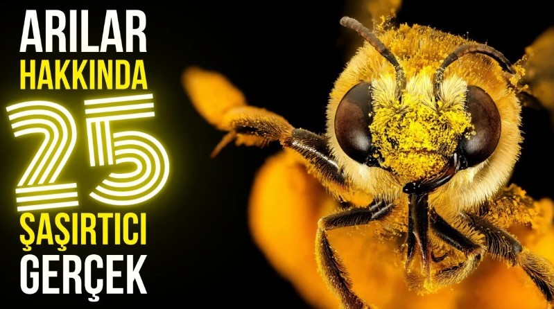 Kimimiz seviyoruz kimimiz korkuyoruz! Arılar hakkında bilmeniz gereken 25 gerçek