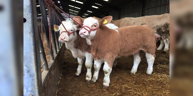 Kimler buzağı desteklemesi ödeneği alır?