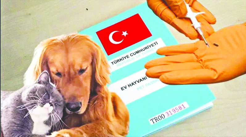 Kimliklendirilen ev hayvanı sayısı 2.5 milyona yaklaştı