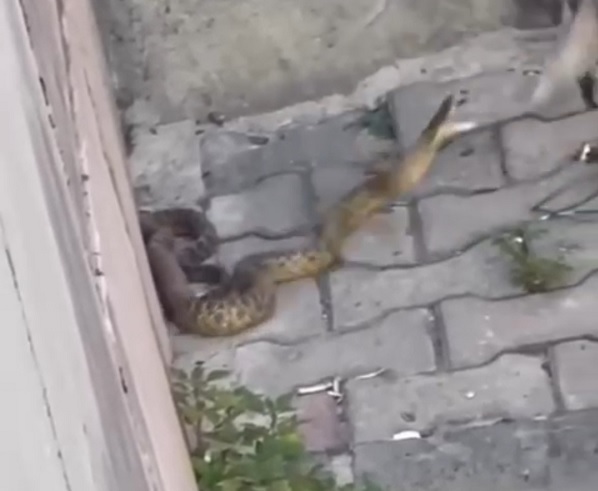 Kimse gözlerine inanamadı! Amazon Ormanı değil Kağıthane