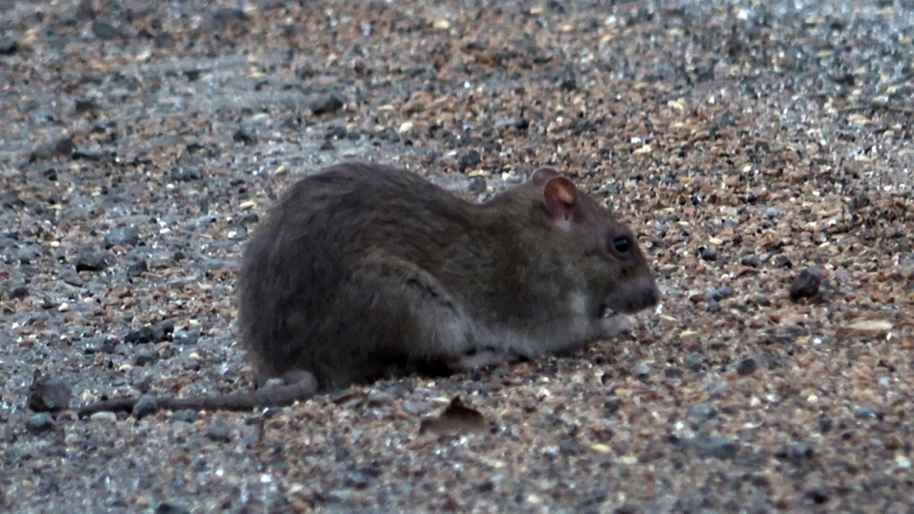 Kimse gözlerine inanamadı! Karayolunu fareler istila etti