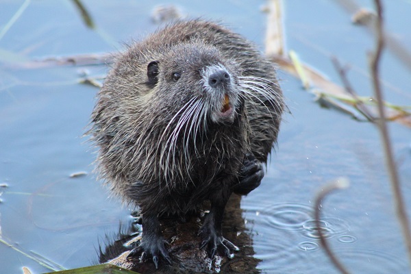 Bu adam hayvanlarla konuşuyor
