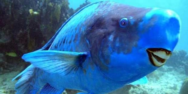 Kimsenin bilmediği ilginç hayvanlar