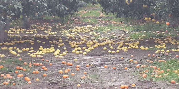 Kimsenin elinden bir şey gelmedi… Kısa bir sürede bu hale geldi!
