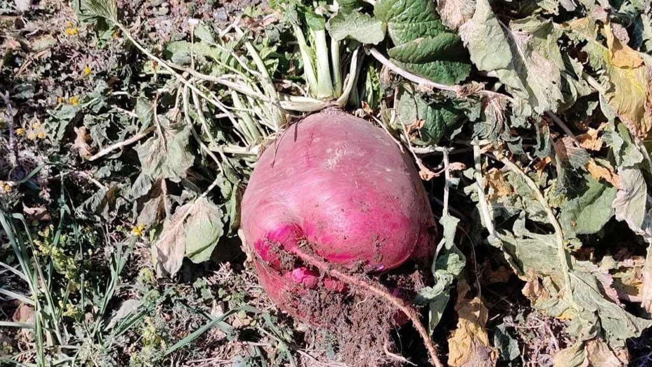 Kimyasal yok, doğal gübre! Bu turp karpuzla yarışıyor