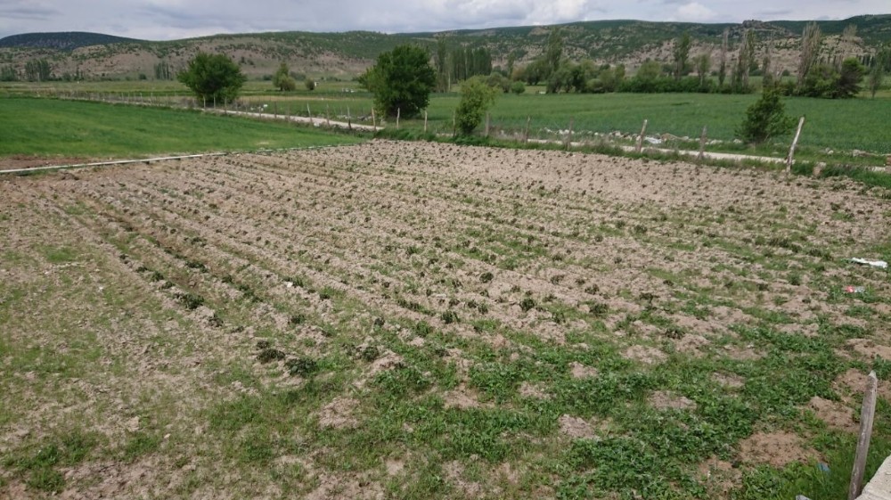 Kırağı karşısında çaresiz kalan üretici yardım bekliyor 