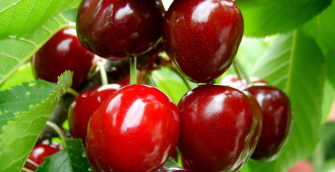 Kiraz fiyatı üreticinin yüzünü güldürdü