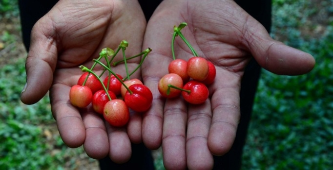 Kiraz fiyatları cep yakıyor