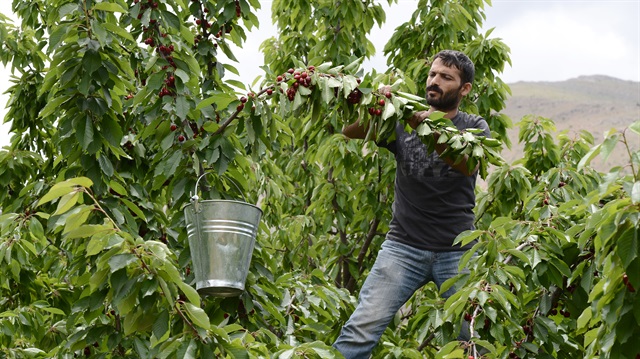 Kiraz geçen yıl 2 liraydı bu yıl 7 lira