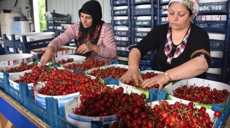 Kiraz hasadında yüzde 20 yükseliş var
