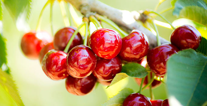 Kiraz ihracatı 161 milyon doları buldu