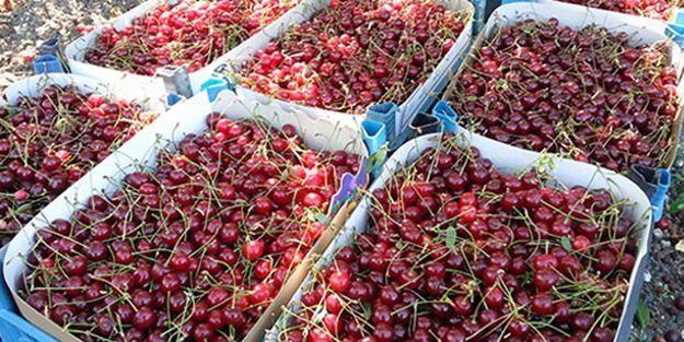 Kiraz ihracatında rekor artış
