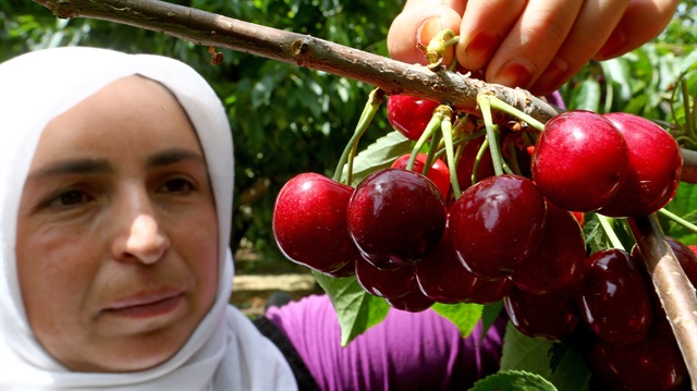 Kiraz ihracatında yüzde 144’lük yükseliş