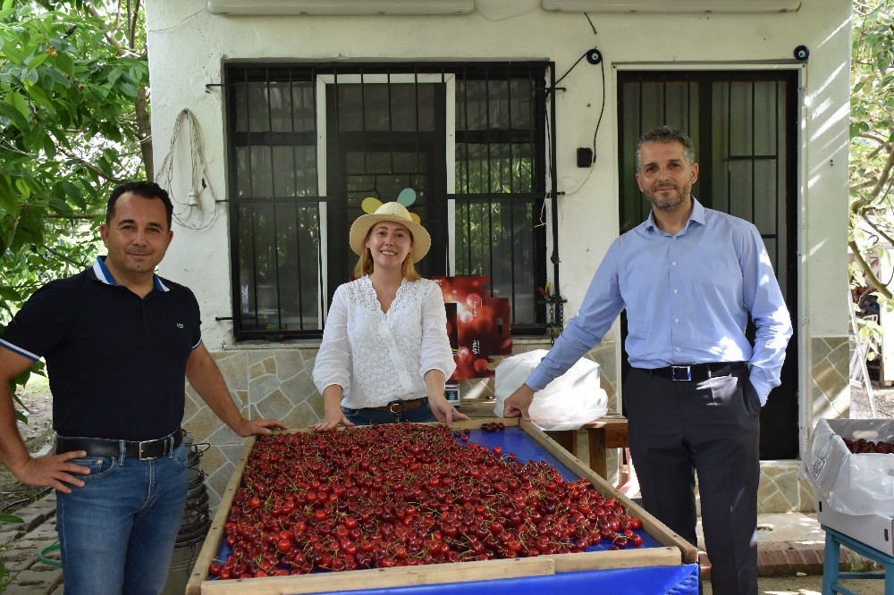 Kiraz üreticileri sabit fiyat istiyor 