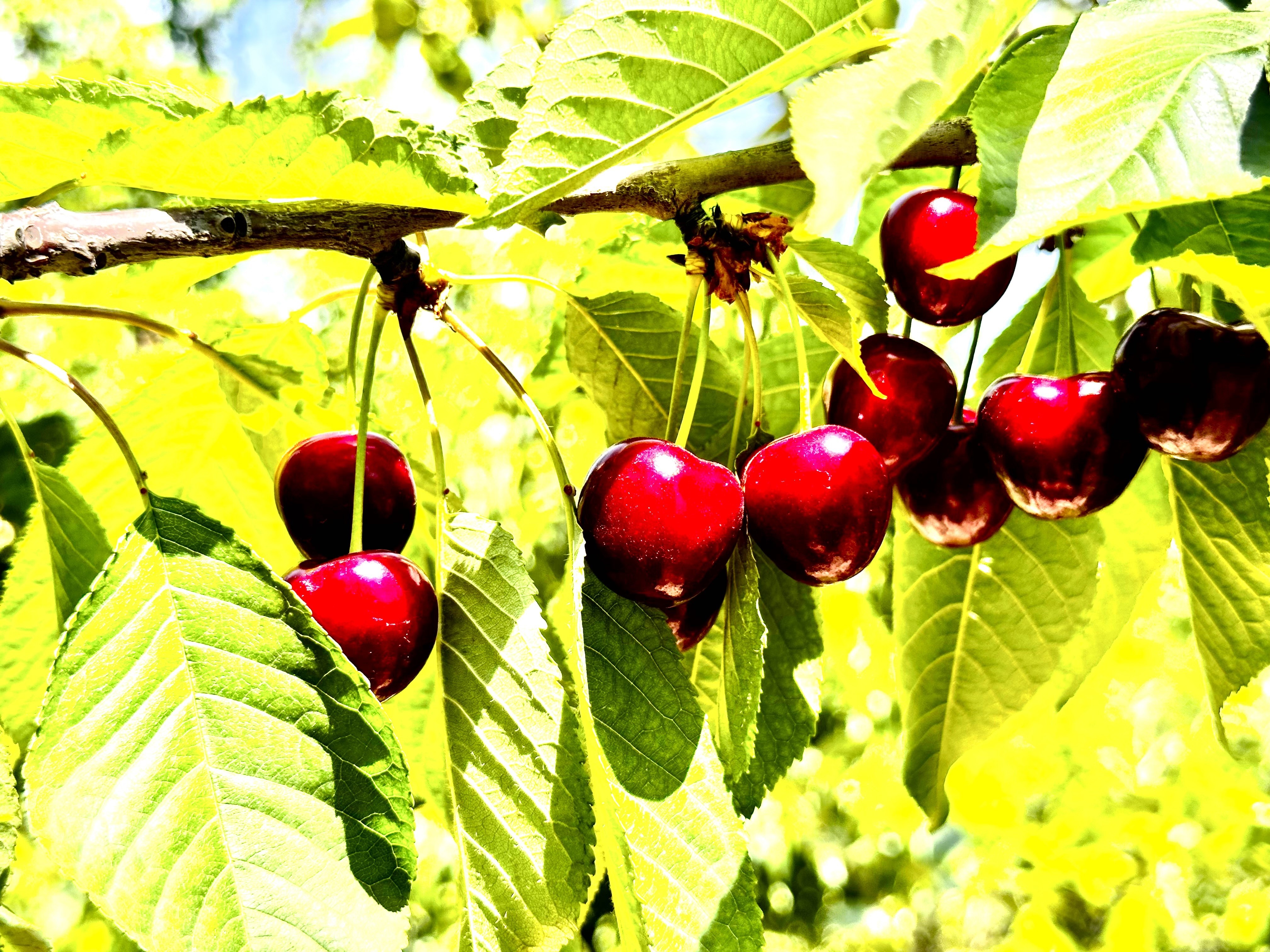 Kiraz üreticisi günlük 2 bin TL'ye işçi bulamıyor