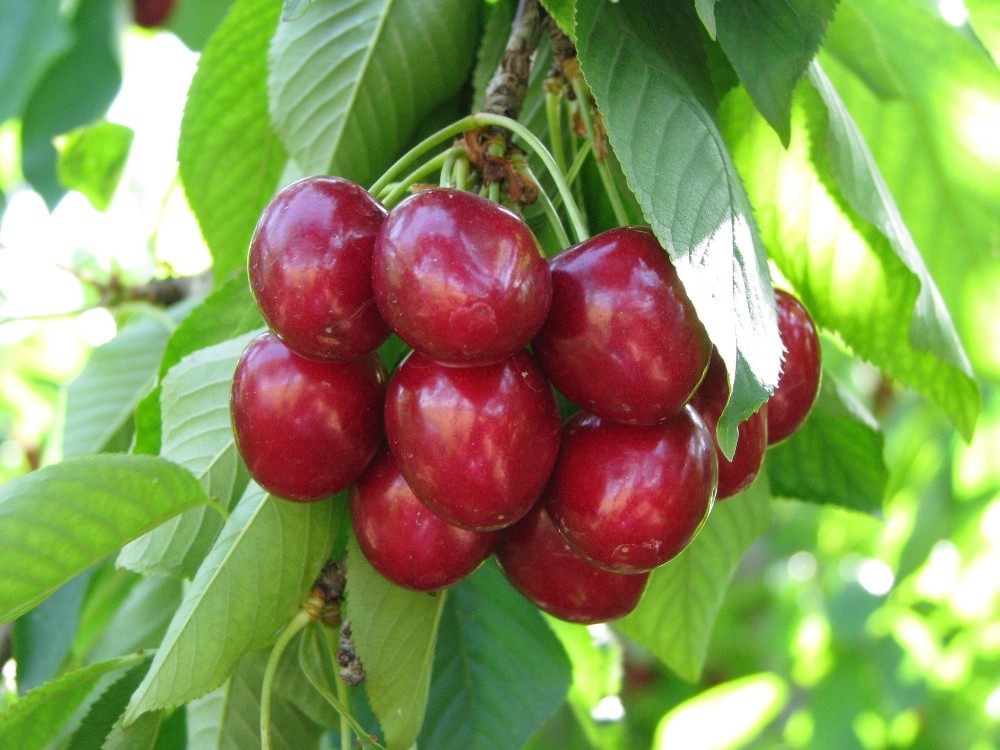 Kiraz üreticisine sigortalama dönemi uyarısı 