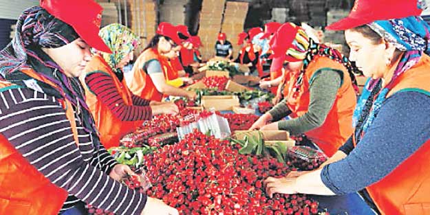 Kiraz ve üzüm ihracatında hedef Güney Afrika