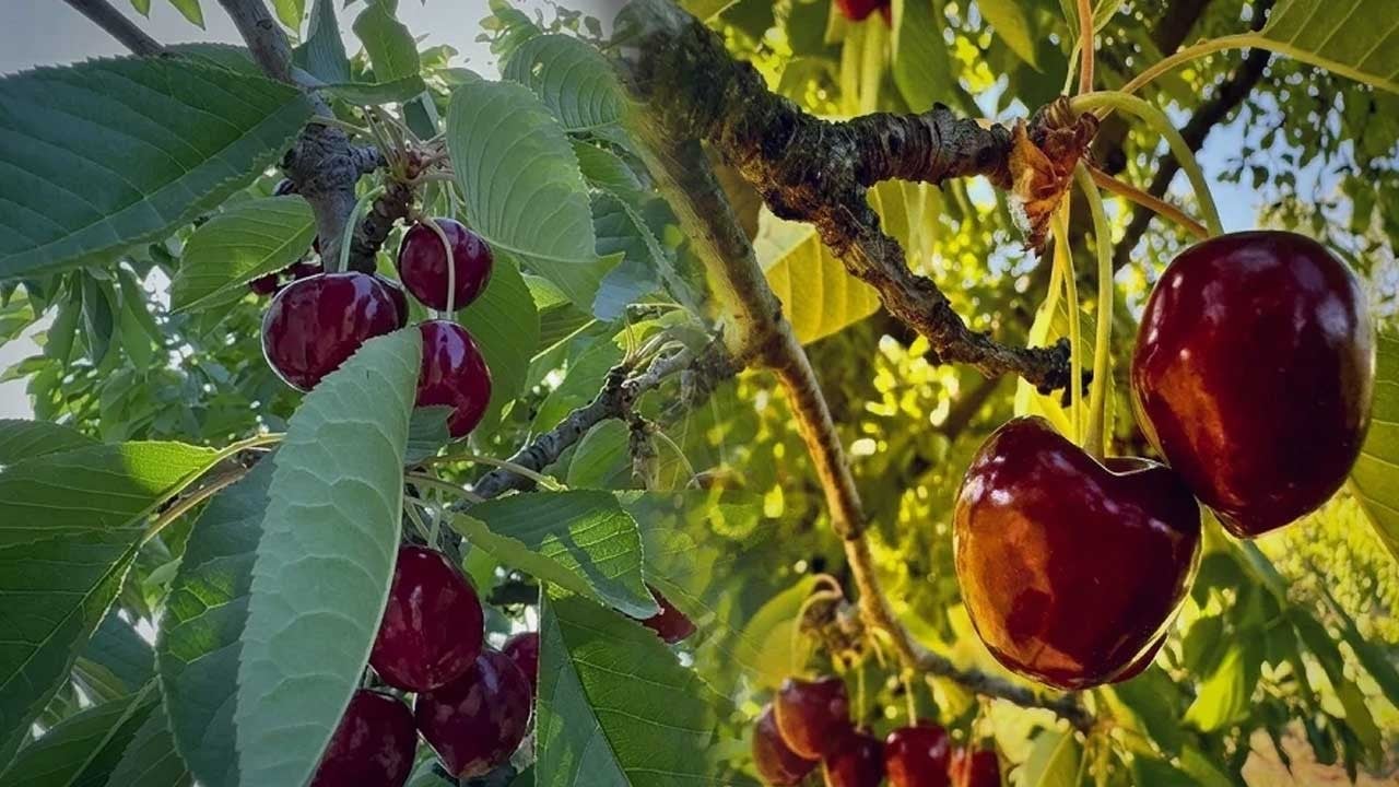 Kiraz yedikten sonra vefat etti! Korkunç ihtimal