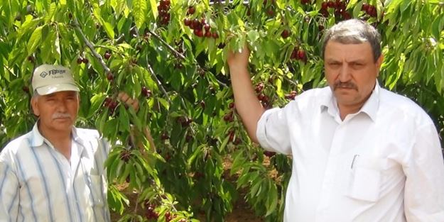 Kirazın kilosunda inanılmaz düşüş!