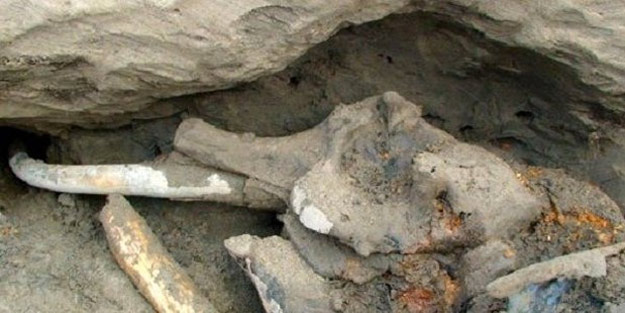 Mamut kalıntısı bulundu