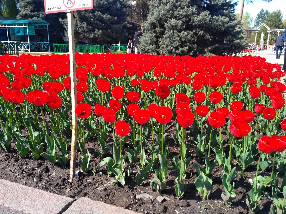 Kırgızistan’ın başkenti Bişkek lalelerle süslendi 