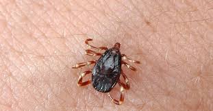 Kırım Kongo Kanamalı Ateşi hastalığı nedir belirtileri neler?